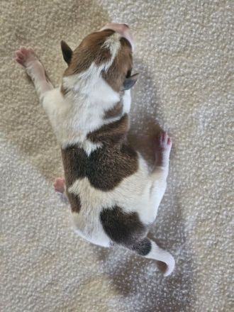 Lustige, kernige Jack Russell