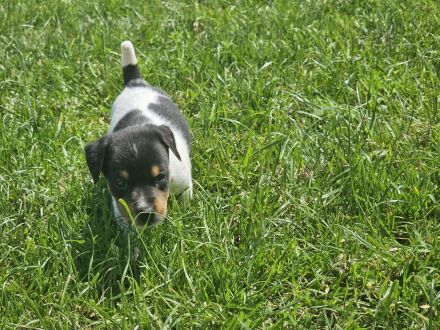 Lustige, kernige Jack Russell Rüden