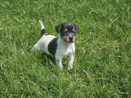 Lustige, kernige Jack Russell Rüden