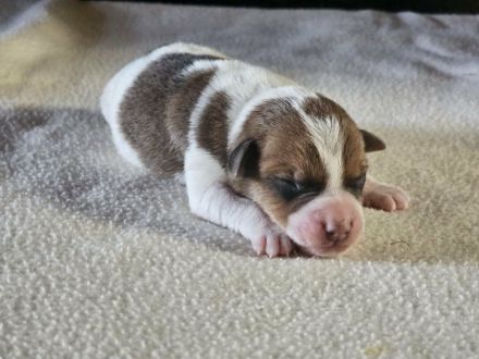 Lustige, kernige Jack Russell