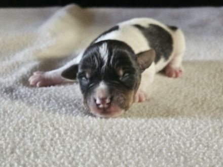 Lustige, kernige Jack Russell