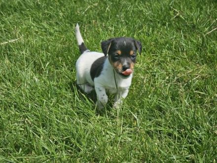Lustige, kernige Jack Russell Rüden