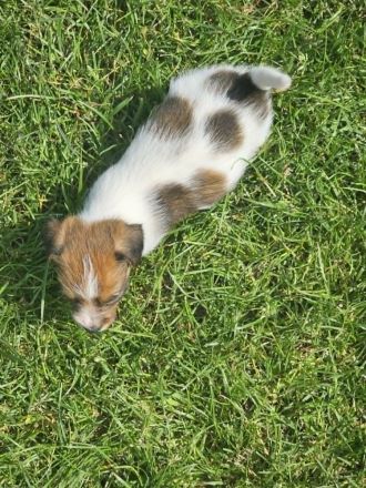 Lustige, kernige Jack Russell Rüden