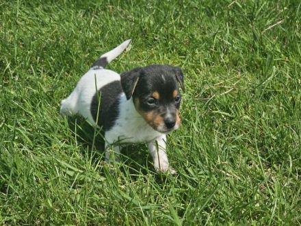 Lustige, kernige Jack Russell Rüden