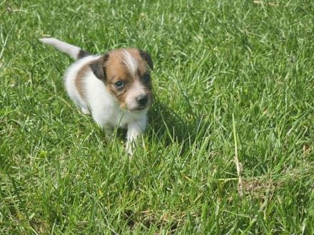 Lustige, kernige Jack Russell Rüden