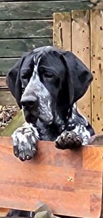 Französischer Vorstehhund, beste französische Linien,