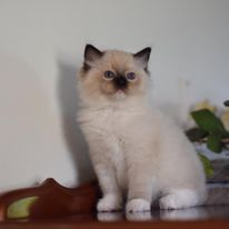 Liebe Katzenfreunde, wir haben zuckersüße Ragdoll