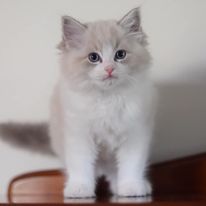 Liebe Katzenfreunde, wir haben zuckersüße Ragdoll