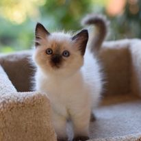 Liebe Katzenfreunde, wir haben zuckersüße Ragdoll