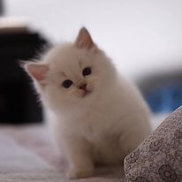 Liebe Katzenfreunde, wir haben zuckersüße Ragdoll