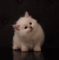 Liebe Katzenfreunde, wir haben zuckersüße Ragdoll