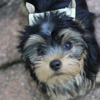 Wenn Sie schöne, gesunde und außergewöhnlich gefärbte