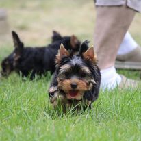 Wenn Sie schöne, gesunde und außergewöhnlich gefärbte