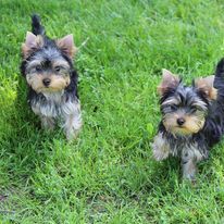 Wenn Sie schöne, gesunde und außergewöhnlich gefärbte
