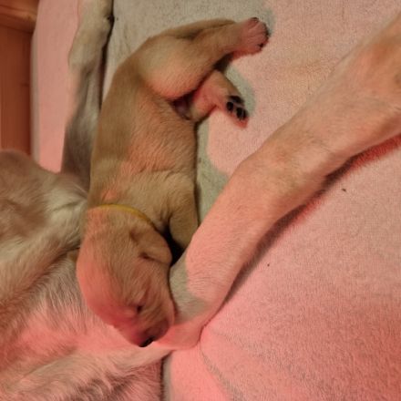 Wilma ist eine verschmuste und einfach liebenswerte