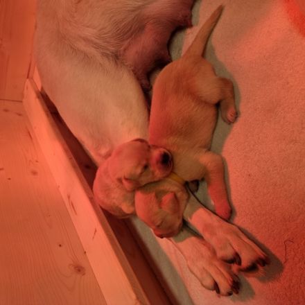 Wilma ist eine verschmuste und einfach liebenswerte