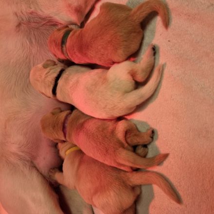 Wilma ist eine verschmuste und einfach liebenswerte