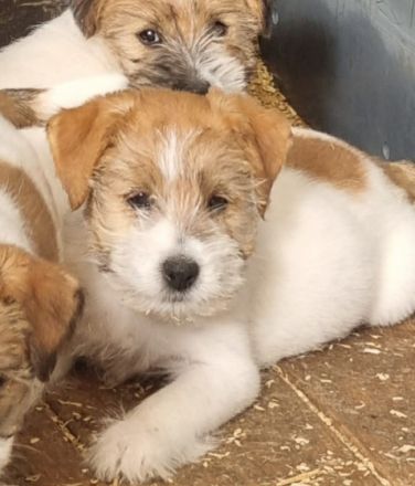 Unsere Süßen Kleinen suchen ein neues Zuhause Unsere