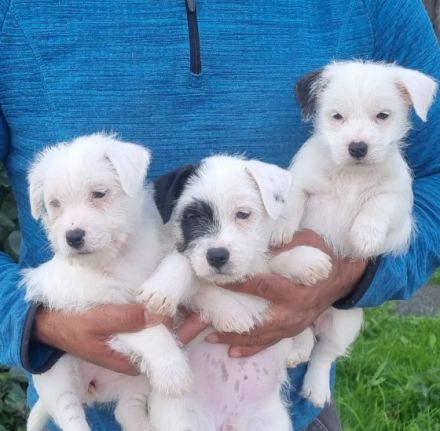 Unsere Süßen Kleinen suchen ein neues Zuhause Unsere