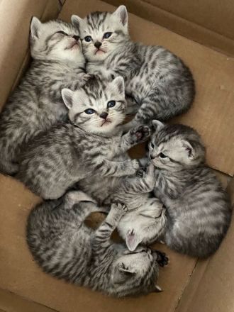 Reinrassiger lilac BKH Deckkater Blutgruppe B