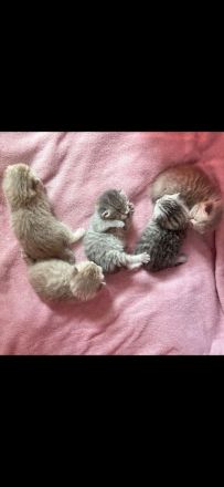 Reinrassiger lilac BKH Deckkater Blutgruppe B