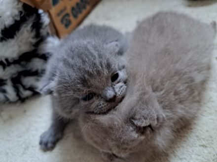 Reinrassiger lilac BKH Deckkater Blutgruppe B