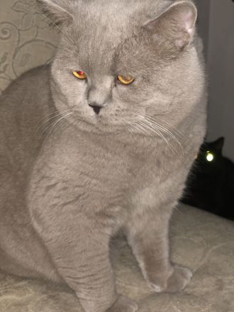 Reinrassiger lilac BKH Deckkater Blutgruppe B