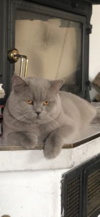 Reinrassiger lilac BKH Deckkater Blutgruppe B