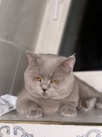 Reinrassiger lilac BKH Deckkater Blutgruppe B