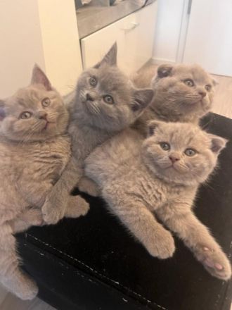 Reinrassiger lilac BKH Deckkater Blutgruppe B