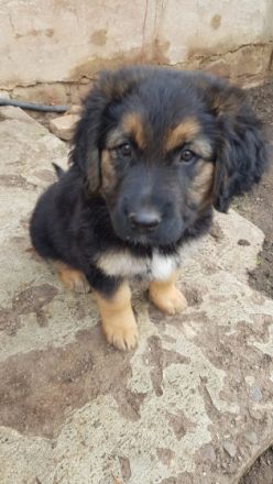 Hallo wir sind wunderschöne lebhafte verschmust Kinder