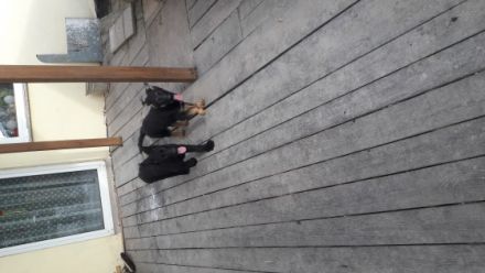 Ich Cooper und meine Schwester Crazy vom Räuber