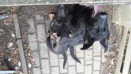 Ich Cooper und meine Schwester Crazy vom Räuber