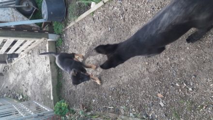 Ich Cooper und meine Schwester Crazy vom Räuber