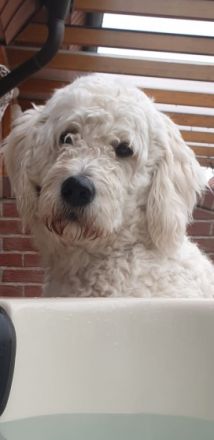 Hallo meine Goldendoodlehündin Frieda hat am 11.9