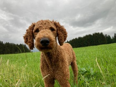 Hallo meine Goldendoodlehündin Frieda hat am 11.9