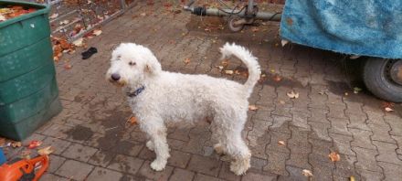 Hallo meine Goldendoodlehündin Frieda hat am 11.9