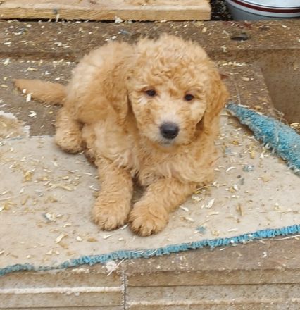 Hallo meine Goldendoodlehündin Frieda hat am 11.9