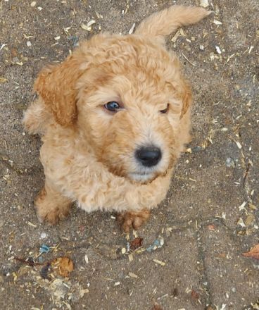 Hallo meine Goldendoodlehündin Frieda hat am 11.9