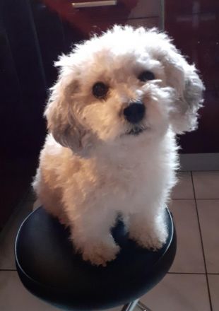 3 kleine reinrassige zuckersüße Fellnasen suchen noch