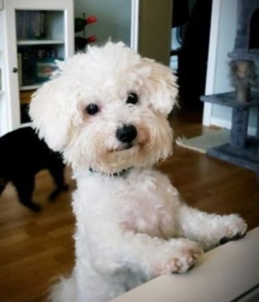 3 kleine reinrassige zuckersüße Fellnasen suchen noch