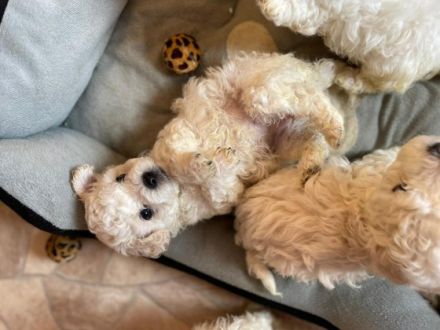 3 kleine reinrassige zuckersüße Fellnasen suchen noch