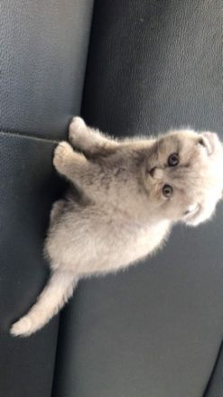 Hallo Wir haben 2 kleinesüße Kitten abzugeben. Die