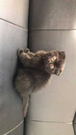 Hallo Wir haben 2 kleinesüße Kitten abzugeben. Die