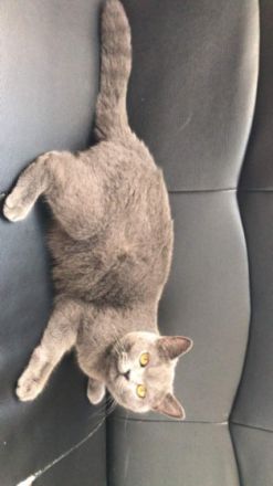 Hallo Wir haben 2 kleinesüße Kitten abzugeben. Die