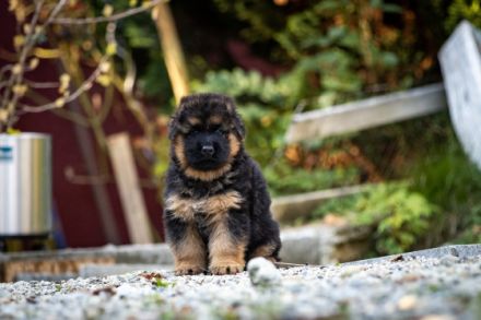 Wir züchten wesenfeste, familienfreundliche, aber