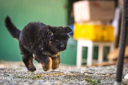 Wir züchten wesenfeste, familienfreundliche, aber