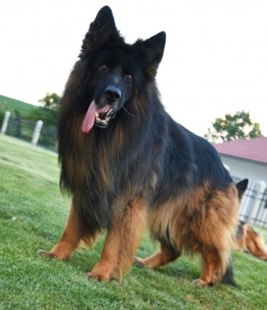 Wir züchten wesenfeste, familienfreundliche, aber