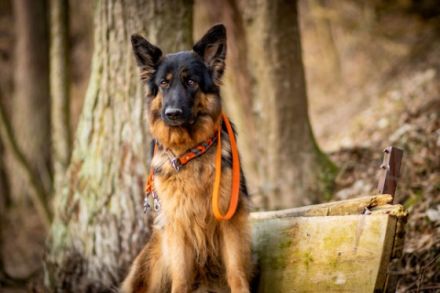 Wir züchten wesenfeste, familienfreundliche, aber