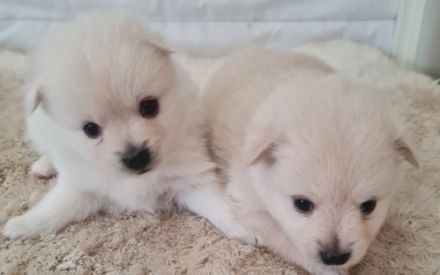 Verkaufe unseren Wurf Pomeran Zwegspitze 2Mädels 2Jungs